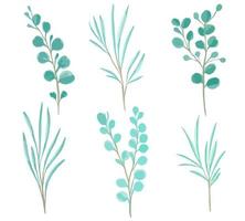 Watercolor hand painted vector set eucalyptus leaves and branches.