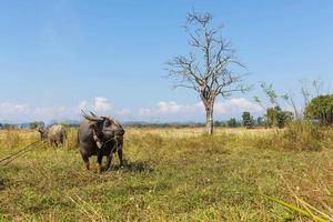 Thai buffalo eating grass in the field photo