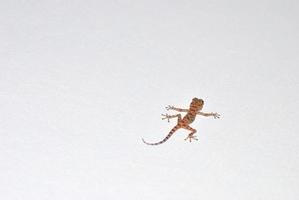 gecko on a wall photo