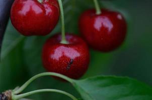 cerezas con hormiga foto