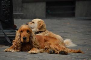 two dogs in city photo