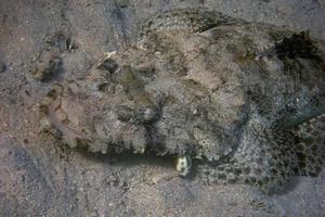 cabeza de pez cocodrilo foto