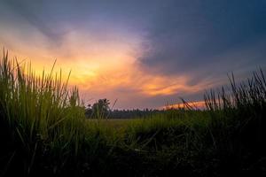 Grass silhouette background with colorful sky photo