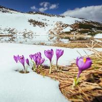 Blooming violet crocuses in mountains. Carpathians, Ukraine, Europe photo