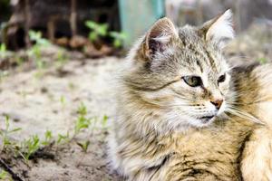 Greek cat on the street outdoor day photo