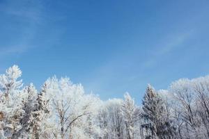 The tops of the trees in the snow. Frozen snow on trees. Frozen trees on a background of blue cloudy sky photo