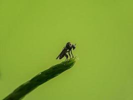 macro insectos mosquitos mosca ladrones