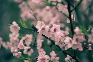 hermosa flor de cerezo sakura en primavera foto