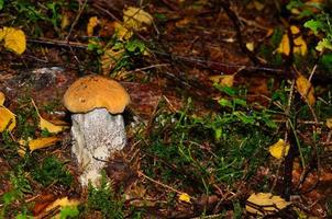 small red cap mushroom photo