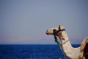 camel on the beach in the seaside holidays photo