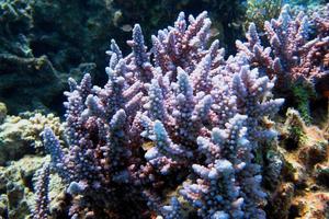 purple coral in the sea