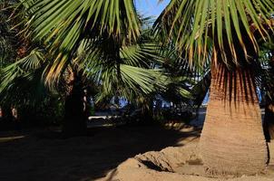 palms on sandy beach photo