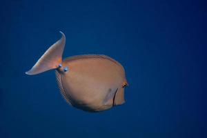 nose surgeon fish swims photo