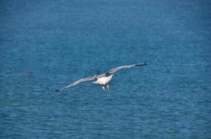 gull flies at the sea photo