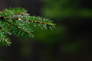 conifer in forest with green