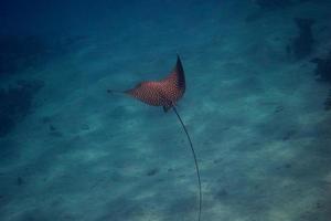 spotted eagle ray float photo