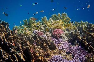 colorful coral world photo