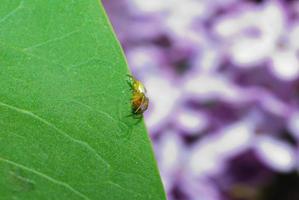 pequeña araña en la hoja foto