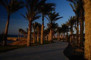 palms on a way at sunset photo