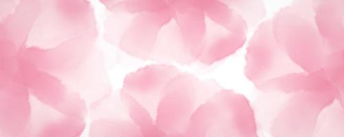 pink background flower, pink floral photo