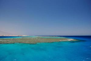 nice colorful reef in the blue sea photo