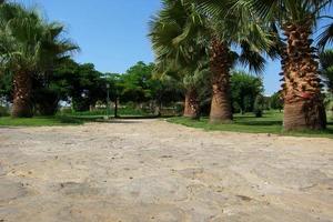 way of stone and palm trees photo