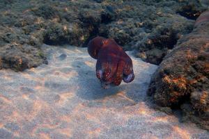 red octopus swims photo