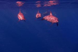 muchos delfines en el mar foto