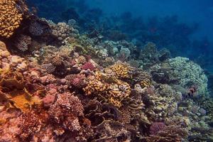 coral in the red sea photo