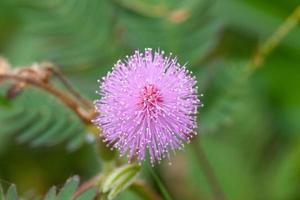 mimosa flowers nature background photo