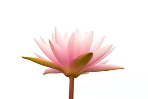Pink lotus flower blooming on white background photo