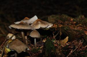 hongos marrones en el bosque foto