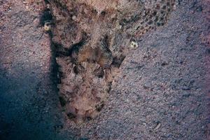 crocodile fish detail photo