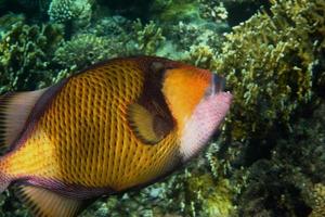 giant triggerfish in the red sea photo