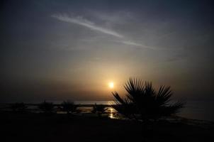 sunrise and small palms photo