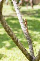 brown Lizard, asian lizard or tree lizard photo