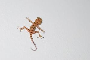 gecko on a wall on the left photo