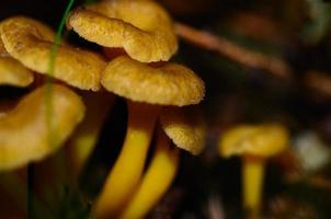 chanterelles with yellow handle large photo