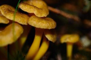 rebozuelos con mango amarillo grandes foto