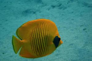 mask butterflyfish great view photo