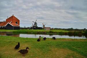windmills and ducks photo