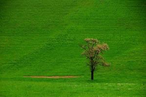 tree on a green meadow photo