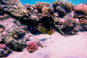 yellow brown boxfish photo