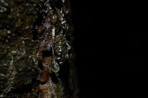 gotas de resina en negro foto