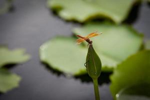 Lotus flower and dragonfly nature background photo