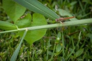 Dragonfly perched on grass nature background photo