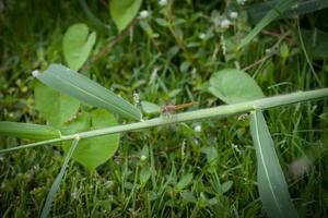 libélula encaramada en el fondo de la naturaleza de la hierba foto