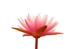 Pink lotus flower blooming on white background photo