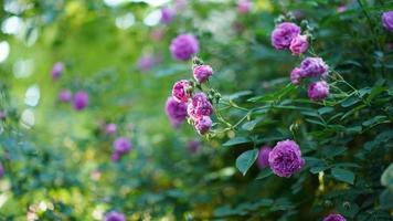 The beautiful flowers blooming in the garden in spring photo