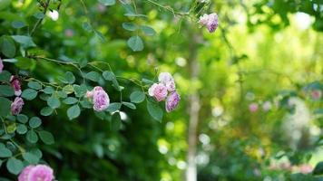 The beautiful flowers blooming in the garden in spring photo